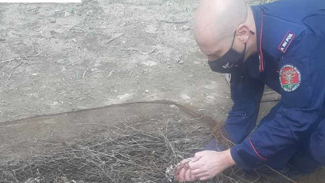 San Giorgio del Sannio, caccia illegale e maltrattamento di animali in gabbie: denunciate due persone