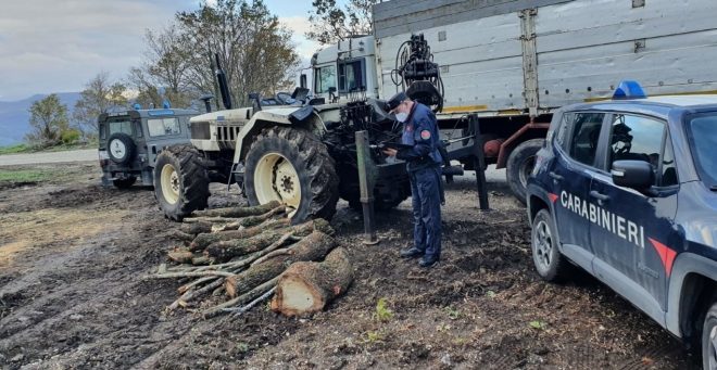 Taglio furtivo di alberi nel Parco Taburno Camposauro, beccati in 5: sanzioni per 20.000 euro