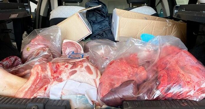 Cattiva conservazione, sequestrati 300kg di carne di maiale