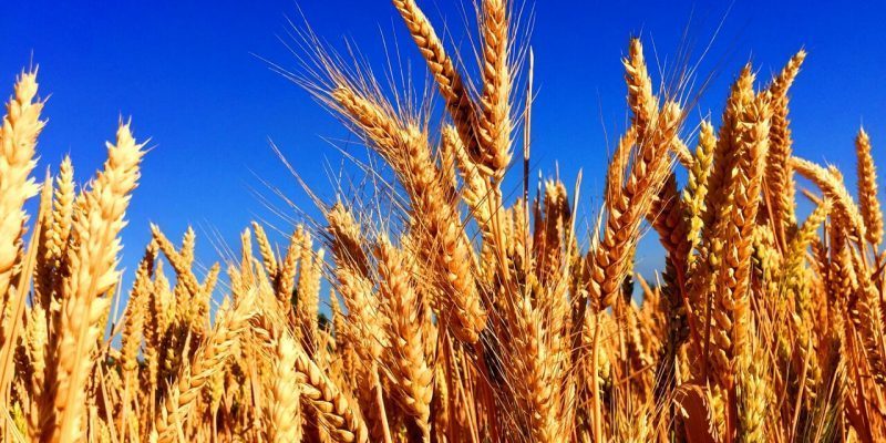 Ucraina, Coldiretti Campania: produrre più grano e mais