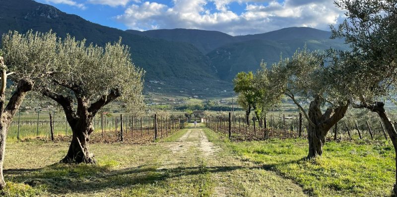 San Lorenzo Maggiore| Da ‘33 Filari’ musica, sapori e solidarietà