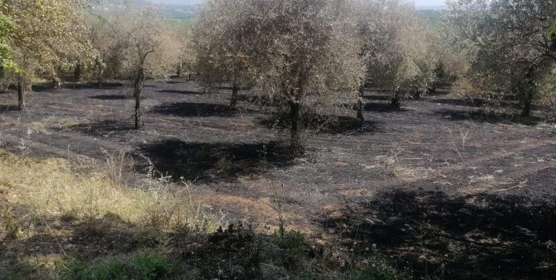 Appicca fuoco e incendia vigneti e oliveti: denunciato piromane 70enne