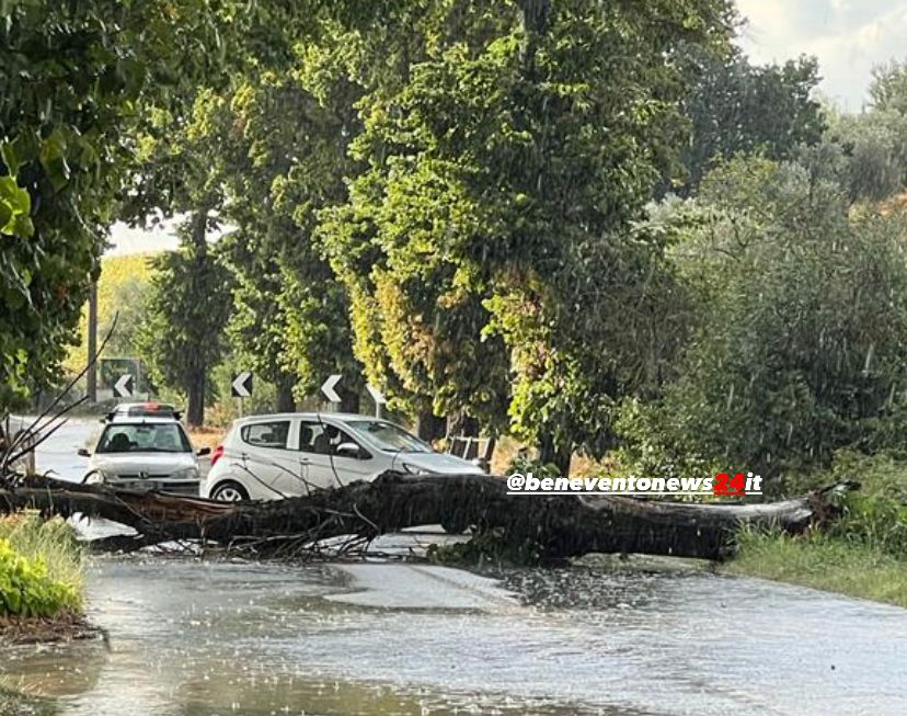 FOTO – San Giorgio del Sannio| Maltempo, tragedia sfiorata: cade albero lungo l’Appia