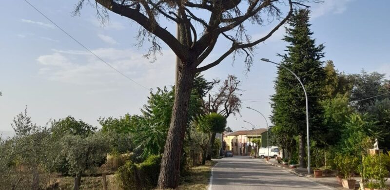 S. Nicola Manfredi| Capobianco: “Pericolo alberi secchi a Santa Maria Ingrisone: il Comune intervenga immediatamente” (FOTO)