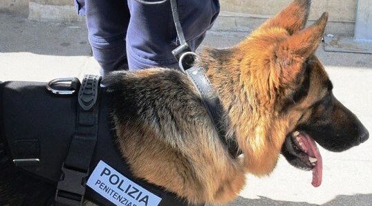 Benevento, operazione anti-droga in carcere: sequestrate circa 300 dosi