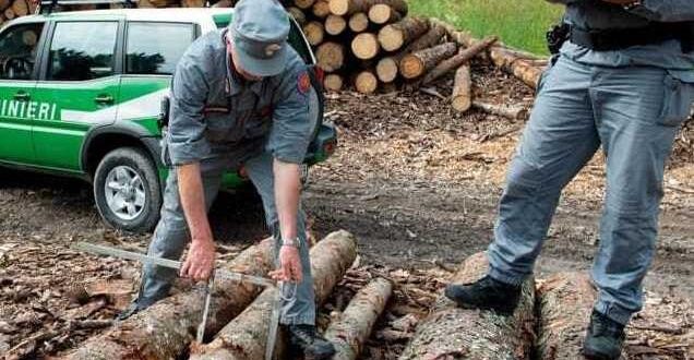 Furto aggravato di legna: scattano gli arresti domiciliari