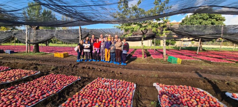 I ragazzi di “Dolcemente” alla scoperta della coltivazione e raccolta delle mele annurche di Sant’Agata de’ Goti