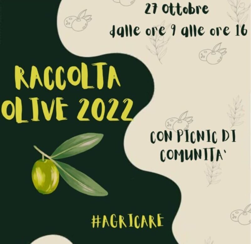 Cerreto Sannita | Ritorna la raccolta di comunità delle olive nel giardino dell’Episcopio