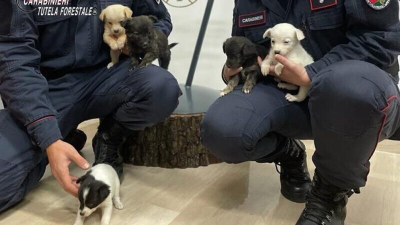 <strong>Lacedonia| I Carabinieri soccorrono 5 cuccioli abbandonati presso il cimitero comunale</strong>