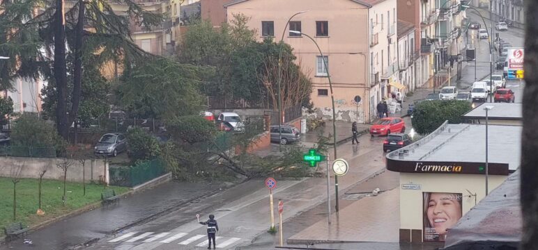 FOTO E VIDEO – Benevento, maltempo: albero danneggiato dal vento invade la strada