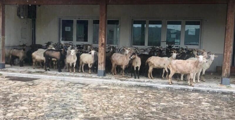 Ente Geopaleontologico di Pietraroja, Forza Italia: “Con Santamaria vi pascolavano le pecore”