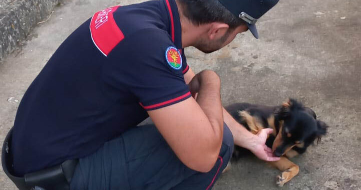 Falsi veterinari somministravano vaccini contraffatti: smascherati dai Carabinieri
