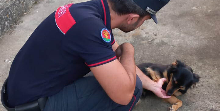 Solopaca, spara a due cani: il triste destino di Miguel e Sofia