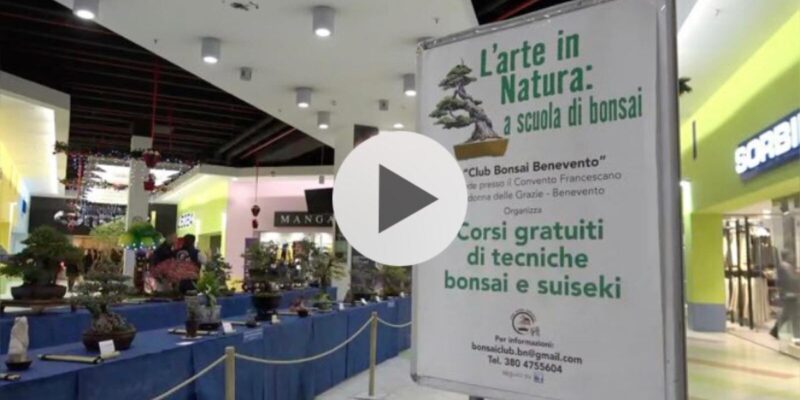 VIDEO – Benevento, a  “I Sanniti” la mostra “L’Arte in natura” su Bonsai e Suiseki