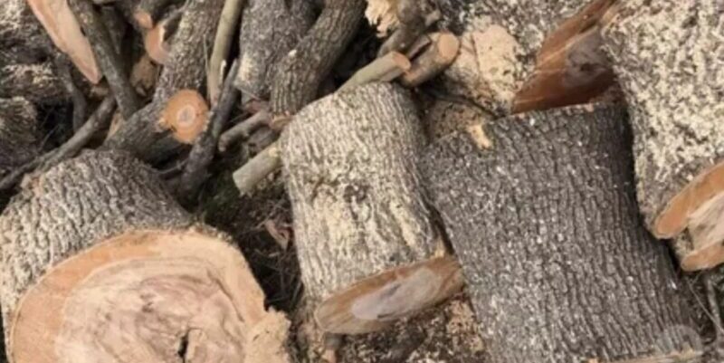 Tenta di rubare legname, 65enne accusato di furto aggravato e danneggiamento