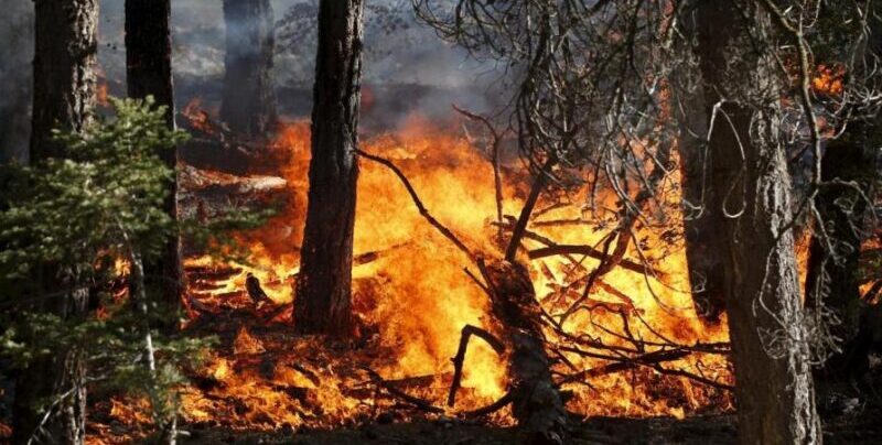 Benevento| Ordinanza per la prevenzione del rischio di incendi boschivi