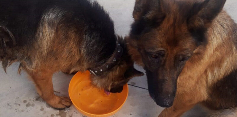 Due cani maltrattati e abbandonati: salvati dai Carabinieri (FOTO)