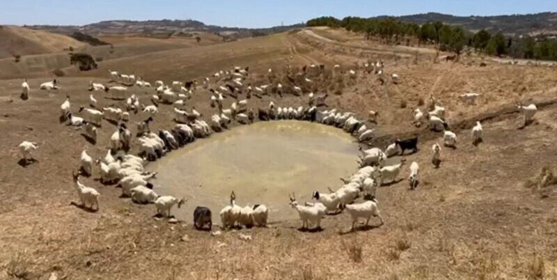 Crisi idrica, Coduti (PD): “Gravi conseguenze per il  settore agricolo delle aree interne”