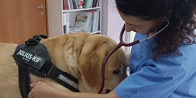 Ceppaloni, al via la sterilizzazione gratuita di 55 cani: iniziativa per contrastare il randagismo