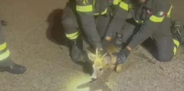 Benevento, Vigili del Fuoco salvano cucciolo di capriolo