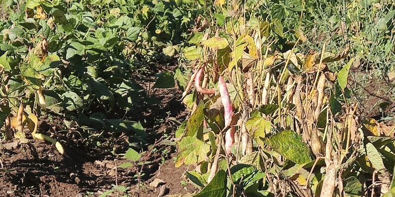 Campoli del Monte Taburno, via alla “29° Sagra del Fagiolo del Taburno”: in scena sabato 5 e domenica 6 ottobre