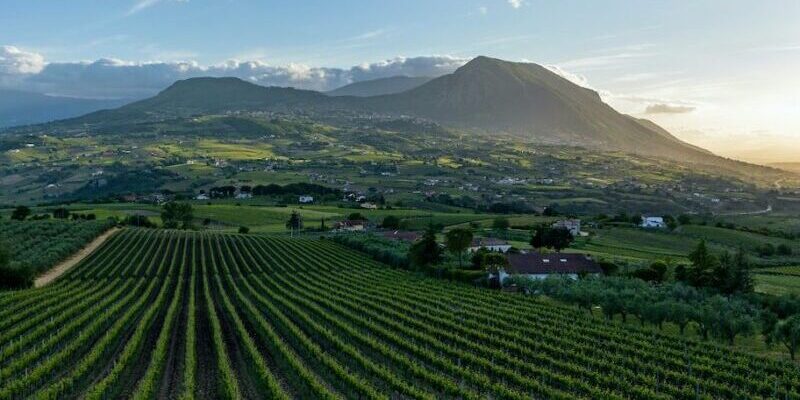 Benevento| Il Sannio Consorzio Tutela Vini promuove la sostenibilità del settore vitivinicolo locale con il progetto Sannio_Sustainability