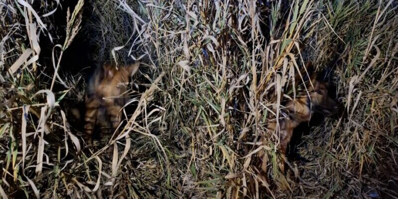 Due cuccioli di pastore tedesco salvati dai Vigili Urbani