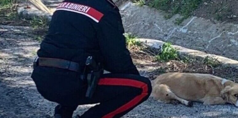 Maltratta un cane con un bastone. Denunciata dai Carabinieri