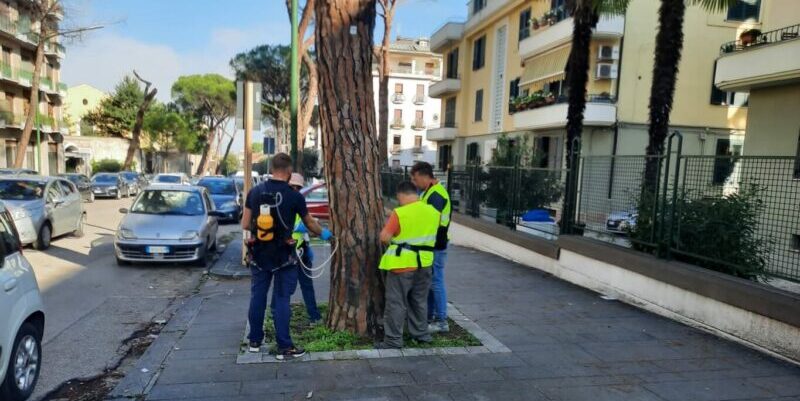 Viale Atlantici, stop alla potatura dei pini: la Procura blocca i lavori