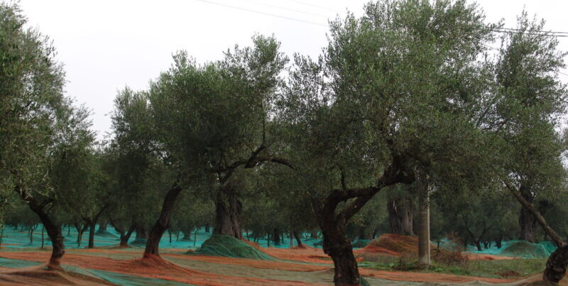 Olivicoltura, Confagricoltura Campania: “Subito un piano per il rilancio del settore”