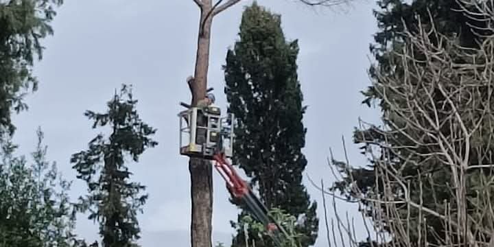 Telese Terme| Il Boschetto di Piazza Minieri a rischio: tra autorizzazioni e denunce