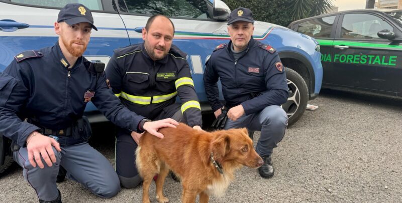 Benevento, cane vaga disorientato in galleria: Polizia e Guardia Forestale lo mettono in salvo