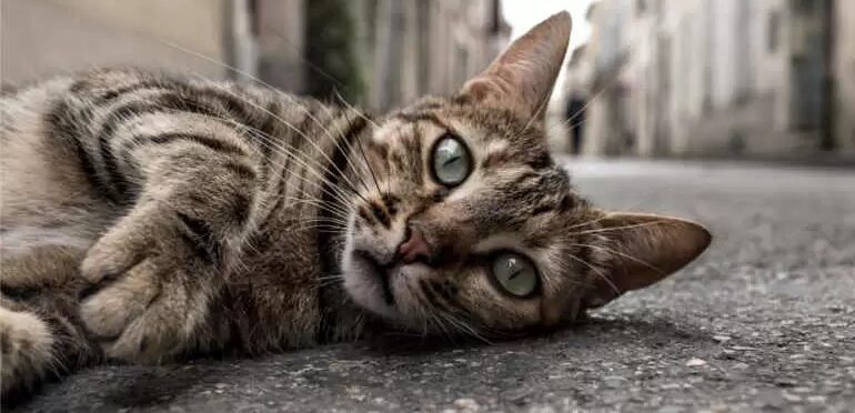 Benevento, terribile storia violenze sugli animali: avvelenata colonia di gatti