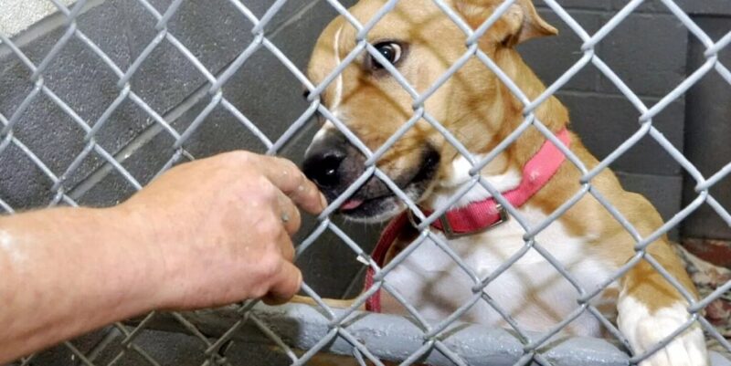 Abusi su animali a Benevento: sabato 5 Aprile sit-in di protesta per chiedere giustizia